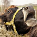 Zaniedbywał bydło, stanie przed sądem. Rolnik usłyszał zarzut znęcania się nad zwierzętami