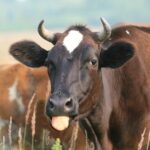 Automatyczna klasyfikacja tusz wołowych – innowacyjna metoda zatwierdzona!