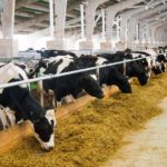 Hodowcy zyskają więcej. Nowa szansa dla producentów wołowiny z Warmii i Mazur