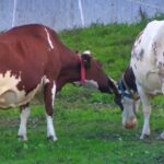 ARiMR przypomina: Chcesz otrzymać płatności dobrostanowe? Konieczne jest szkolenie!