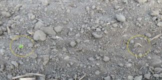 W wielu regionach konieczne przesiewy plantacji buraka cukrowego