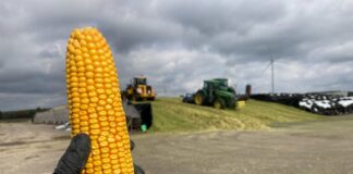 Uprawa kukurydzy kiszonkowej. Podsumowanie sezonu