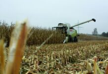 KE pokazała prognozy dla Polski. Kukurydza największym przegranym sezonu