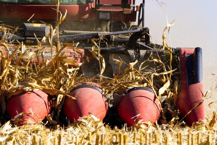 zbiory kukurydzy na Ukrainie, BGŻ BNP Paribas, odmiany kukurydzy, zbiory kukurydzy, kukurydza na ziarno, import kukurydzy