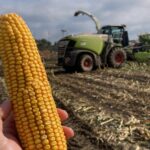 Dwa ostatnie lata – wpływ przebiegu wegetacji na jakość kiszonki z kukurydzy