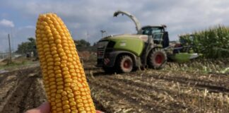 Dwa ostatnie lata – wpływ przebiegu wegetacji na jakość kiszonki z kukurydzy