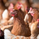 FAO alarmuje: Grypa ptaków może przerodzić się w pandemię!