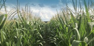 Skarlała kukurydza – kondycja plantacji w połowie lata