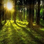 Nowe środki dla rolników: rusza nabór na inwestycje leśne i zadrzewieniowe