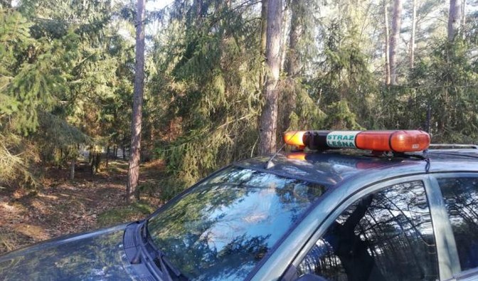 Zakup kradzionego drewna to przestępstwo