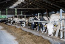 150 tys. zł na dobrostan bydła. Nowe dopłaty obejmą sprzęt, którego brakowało od lat