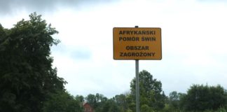 Wysp ASF w chlewniach. Szósty przypadek w ciągu tygodnia!