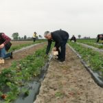 Ogrodnicy i sadownicy mają problem. Brakuje pracowników sezonowych ze Wschodu