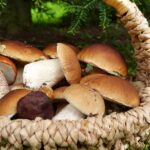 Zmiany klimatu wpłyną także na koszyki grzybiarzy