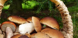 Zmiany klimatu wpłyną także na koszyki grzybiarzy