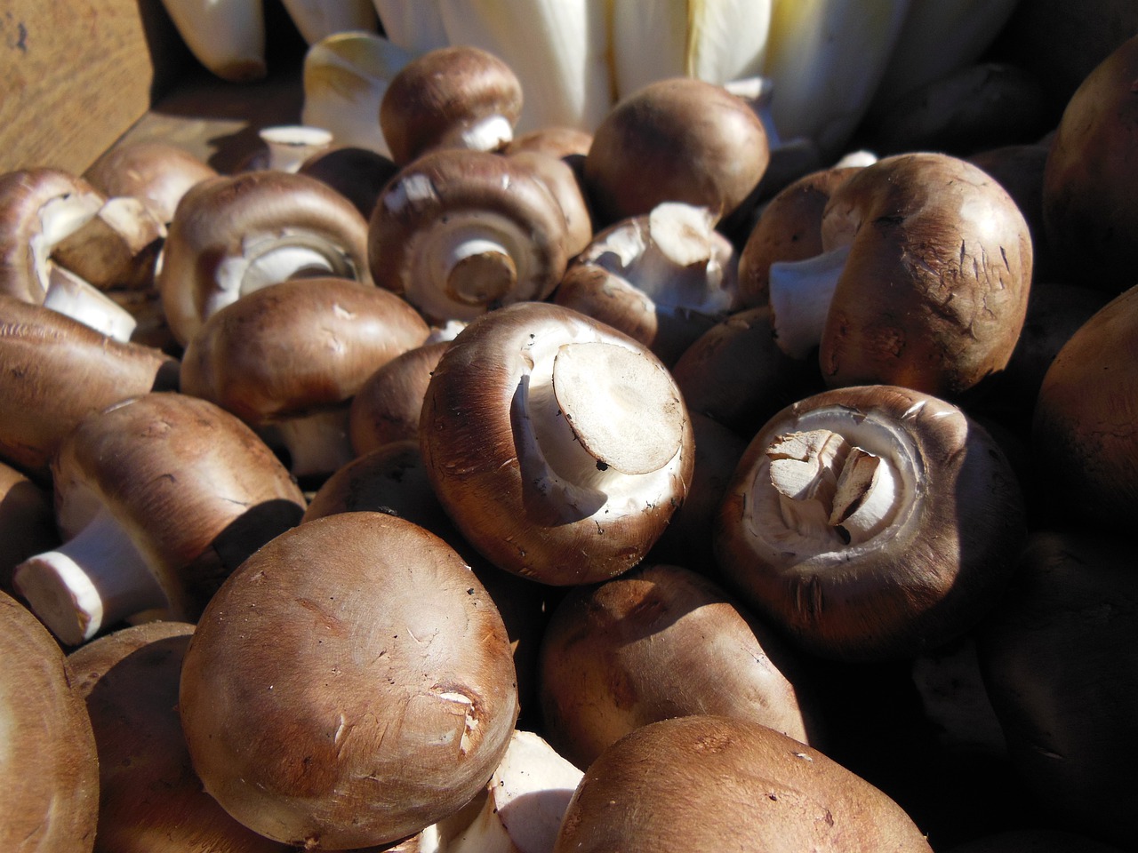 Wysokie koszty produkcji uderzają w producentów pieczarek