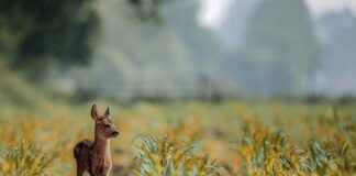 Rusza procedura dzierżaw nowych obwodów łowieckich