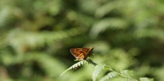 Wsparcie dla gospodarujących na obszarach Natura 2000