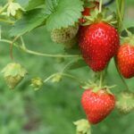 Badacze „szczepią” truskawki bakteriami, aby uodpornić je na suszę