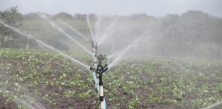 Inwestycje w produkcję prosiąt i nawadnianie – zostało mało czasu na złożenie wniosku