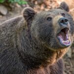 Prezydent podpisał ustawę. Wilki, żubry i niedźwiedzie pod większą kontrolą