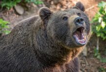 Prezydent podpisał ustawę. Wilki, żubry i niedźwiedzie pod większą kontrolą
