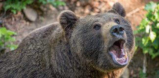 Prezydent podpisał ustawę. Wilki, żubry i niedźwiedzie pod większą kontrolą