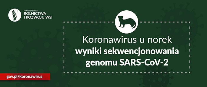 Wirus u norek może przenikać na człowieka i odwrotnie !!!