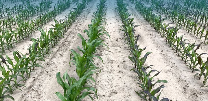 Efektywne odchwaszczanie kukurydzy