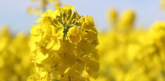 USDA tnie prognozy zbiorów nasion oleistych