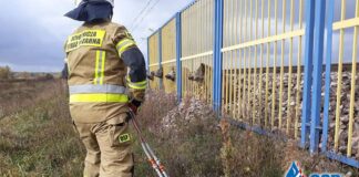 Dziki utknęły w ogrodzeniu na stacji PKP