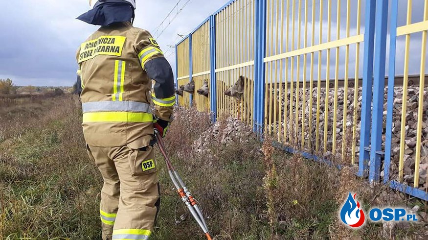 Dziki utknęły w ogrodzeniu na stacji PKP
