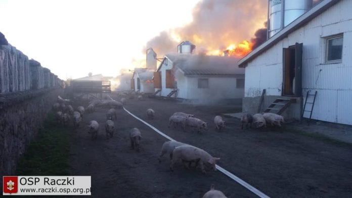 pożar chlewni, świnie, pomoc dla rolników, wypadki na wsi, OSP Raczki, PSP Suwałki