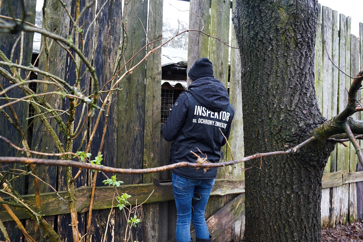 Interwencja Otwartych Klatek na fermie lisów w Mrozach