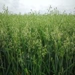 Efektywne mikroorganizmy zamiast GMO?