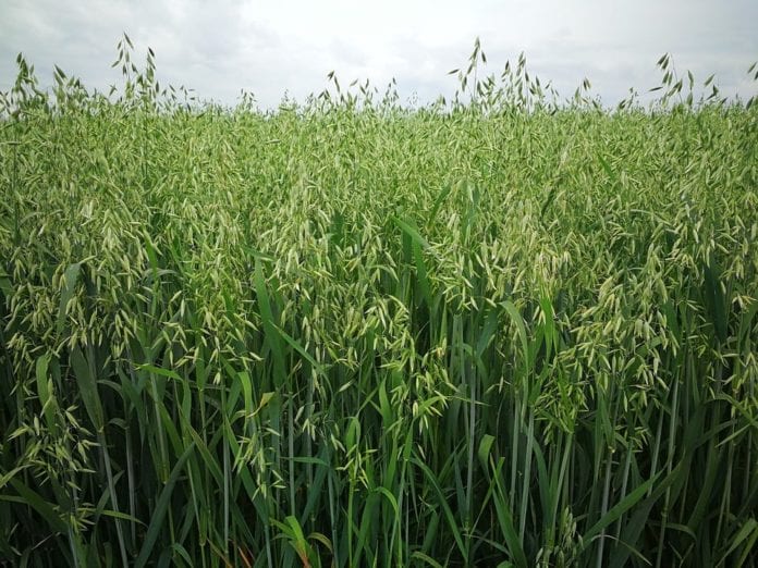rolnik, rolnictwo, portal rolny, Efektywne mikroorganizmy zamiast GMO, GMO, owies, uprawa owsa, Polska Grupa Nasienna, 
