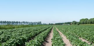 Odchwaszczanie ziemniaków – jaki oprysk stosować na chwasty w uprawie ziemniaka?