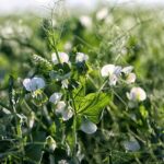Przełom w uprawie roślin białkowych. Polska ma pierwszy groch ozimy