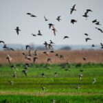 Pięć gatunków ptaków pod całoroczną ochroną. Nowe przepisy od 2026 roku