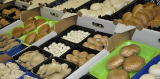 Komisja rolnictwa PE: silniejsza rola regionów w zarządzaniu WPR
