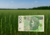 Pełna rekompensata dla rolników. KOWR ma wypłacić 100 proc. należności