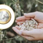 Rolnicy sprzedają zboże za grosze! Rząd: pomocy tylko tyle, na ile pozwoli Bruksela!