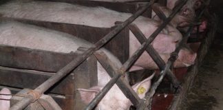 Duże fermy trzody chlewnej nie muszą być szkodliwe dla środowiska