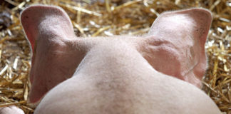 Koronawirus może się negatywnie odbić na europejskim rynku wieprzowiny