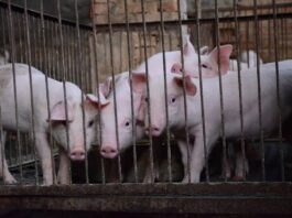 Eksperci alarmują: podczas upałów hodowcy najczęściej łamią zasady bioasekuracji