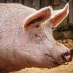 Wsparcie dla hodowców świń wystartowało. Jak dostać 100 tys. zł na walkę z ASF?