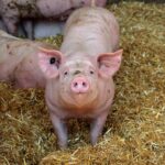 Rolnicy alarmują: pożyczki ASF wstrzymane. KRIR apeluje o natychmiastową interwencję