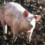 Mercosur w praktyce: Hiszpańscy producenci świń przenoszą produkcję do Ameryki Południowej