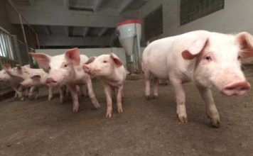 Można już składać wnioski na „Restrukturyzację małych gospodarstw”
