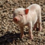 Nowe wsparcie dla producentów trzody. ARiMR daje 200 tys. zł na rolnictwo 4.0